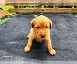 Small #5 Golden Retriever