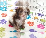 Small #10 Cockapoo (Toy)-Poodle (Toy) Mix