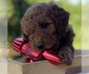 Goldendoodle (Miniature) Puppy for sale in BATTLE GROUND, WA, USA