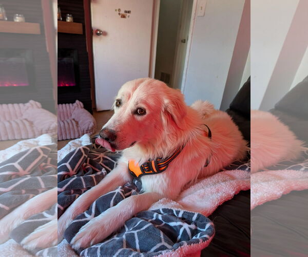 Medium Photo #5 Great Pyrenees Puppy For Sale in Denver , CO, USA