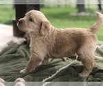 Small Photo #4 Labradoodle Puppy For Sale in FLORENCE, TX, USA