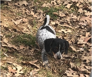 Dachshund Puppy for sale in BENNINGTON, OK, USA