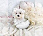 Small #6 Morkie