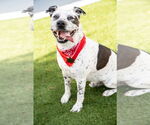 Small #11 American Staffordshire Terrier Mix
