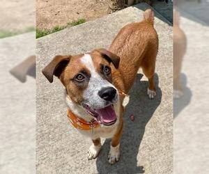 Australian Shepherd Dogs for adoption in Tulsa, OK, USA