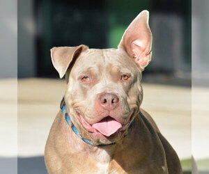 Bulldog Dogs for adoption in Fort Lauderdale, FL, USA