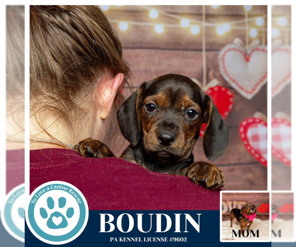 Medium Photo #2 Doxle Puppy For Sale in Kimberton, PA, USA