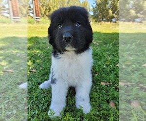 Newfoundland Puppy for sale in GILBERT, AZ, USA