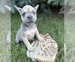 Small French Bulldog