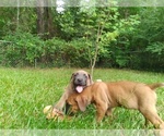 Small Photo #6 Cane Corso Puppy For Sale in HARLETON, TX, USA