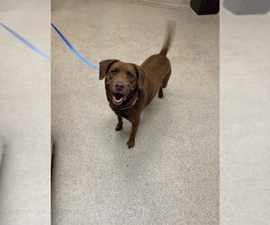 Labrador Retriever-Unknown Mix Dogs for adoption in Riverside, CA, USA