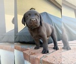 Small Photo #7 Labrador Retriever Puppy For Sale in ESCONDIDO, CA, USA