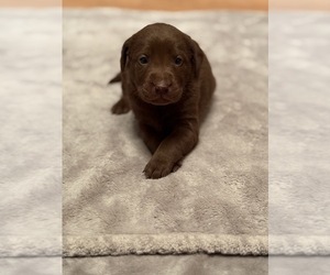 Labrador Retriever Puppy for sale in MADISONVILLE, TX, USA