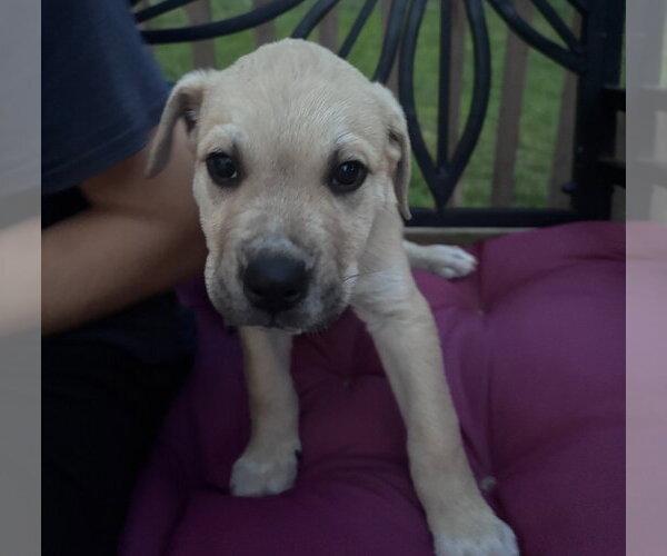 Medium Photo #3 American Pit Bull Terrier-Golden Retriever Mix Puppy For Sale in Chester, VA, USA