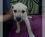 Small #2 American Pit Bull Terrier-Golden Retriever Mix