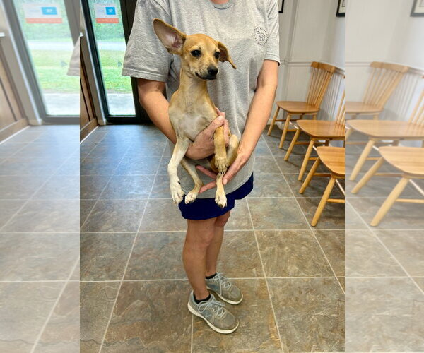 Medium Photo #2 Feist Terrier-Unknown Mix Puppy For Sale in Monticello, MS, USA