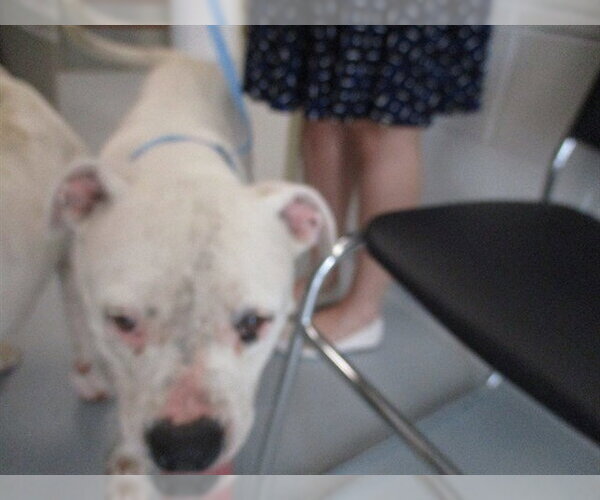 Medium Photo #1 Bullboxer Pit Puppy For Sale in Ocala, FL, USA