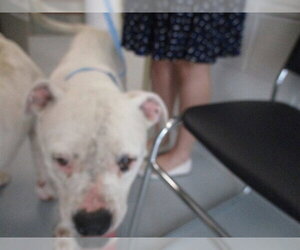 Bullboxer Pit Dogs for adoption in Ocala, FL, USA