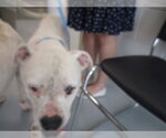 Small Bullboxer Pit