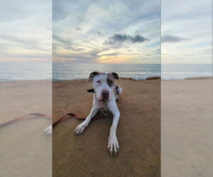 Morgan - Female American Bulldog-American Staffordshire Terrier Mix Dog for Adoption - Photo #2