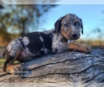 Small #6 Catahoula Leopard Dog