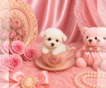 Small #2 Maltese
