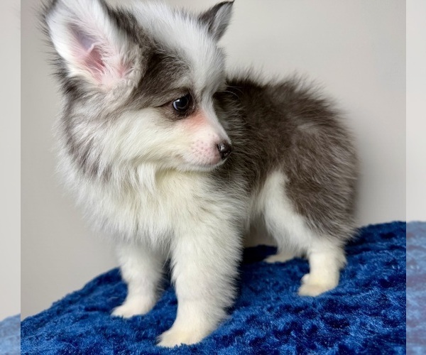 Medium Photo #9 Pomsky Puppy For Sale in NASHUA, NH, USA