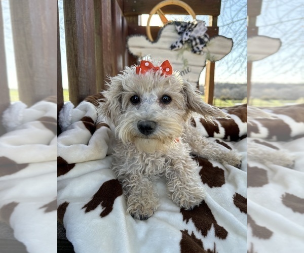Medium Photo #8 Poodle (Miniature) Puppy For Sale in LANCASTER, MO, USA