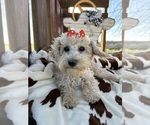 Small Photo #8 Poodle (Miniature) Puppy For Sale in LANCASTER, MO, USA