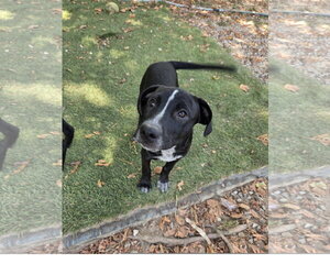 Skunky - Female Staffordshire Bull Terrier-Unknown Mix Dog for Adoption - Photo #3