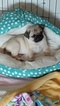 Small Photo #1 Pug Puppy For Sale in LELAND, NC, USA