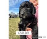 Puppy Gray Goldendoodle