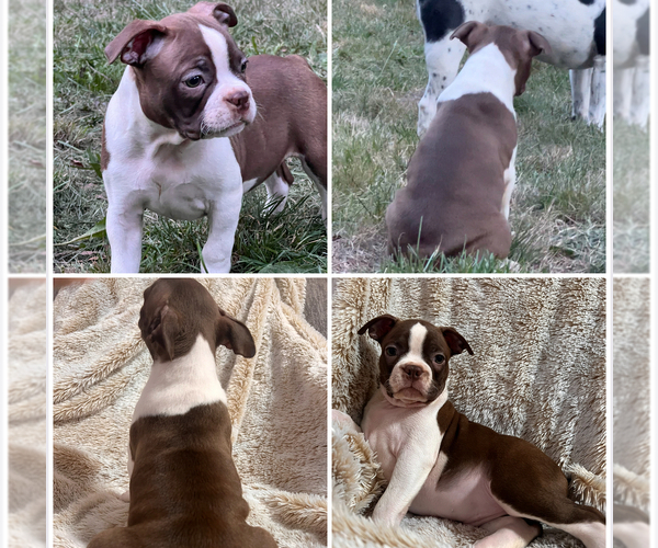 Medium Photo #1 Boston Terrier Puppy For Sale in EATONVILLE, WA, USA