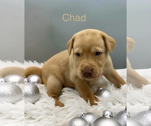 Labrador Retriever Puppy for sale in FREDERICKSBG, OH, USA