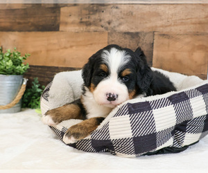 Bernese Mountain Dog Puppy for sale in SYRACUSE, IN, USA