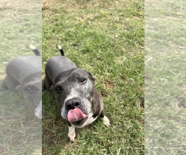 Medium Photo #2 American Bulldog Puppy For Sale in Jackson, MS, USA