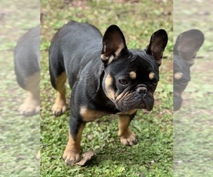 French Bulldog Puppy for sale in STOCKBRIDGE, GA, USA