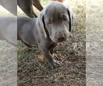 Small Photo #5 Labrador Retriever Puppy For Sale in COEUR D ALENE, ID, USA