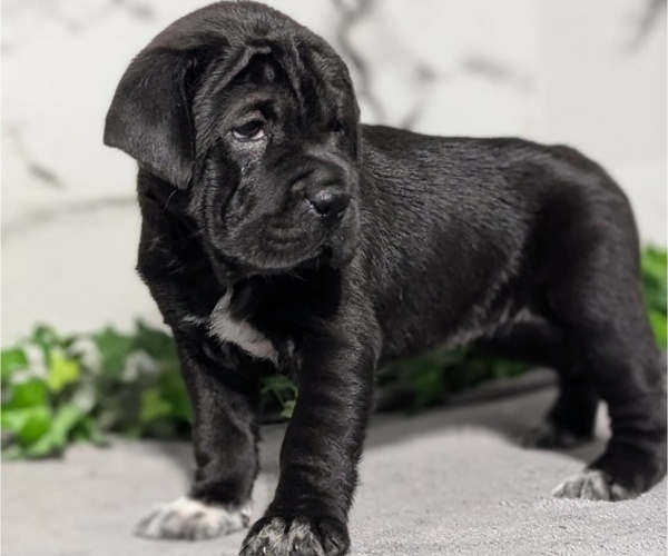 Medium Photo #44 Cocker-Pei Puppy For Sale in GOSHEN, IN, USA
