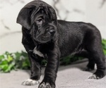 Small Photo #44 Cocker-Pei Puppy For Sale in GOSHEN, IN, USA