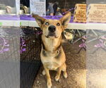Small #5 German Shepherd Dog