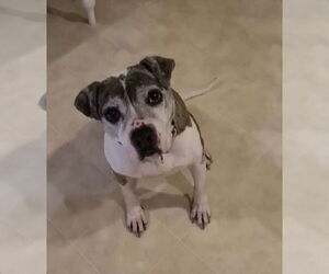 American Pit Bull Terrier-Unknown Mix Dogs for adoption in Spotsylvania, VA, USA