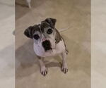 Small American Pit Bull Terrier Mix