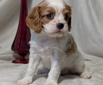 Small #2 Cavalier King Charles Spaniel