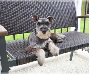 Schnauzer (Miniature) Puppy for sale in SYRACUSE, IN, USA