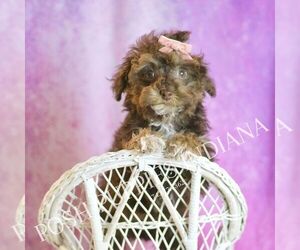 Poodle (Toy) Puppy for sale in WARSAW, IN, USA