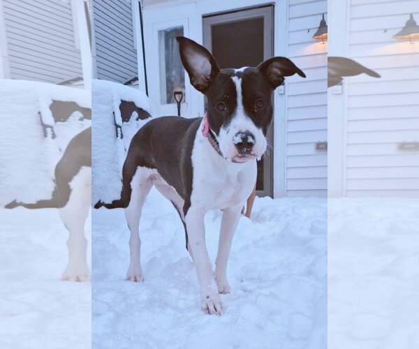 Medium Photo #15 Mutt Puppy For Sale in Germantown, OH, USA