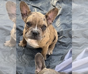 French Bulldog Puppy for sale in GALENA, MO, USA