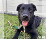 Small #3 Retriever  Mix