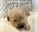 Small Photo #47 Golden Retriever Puppy For Sale in RICHMOND, TX, USA
